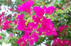 83808