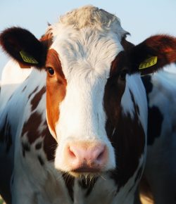 BrownCow