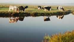 CowsDrinking