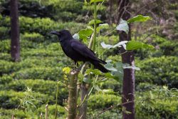 DSC_0810.jpg