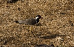DSC_1691.jpg