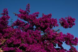 DSC_8811