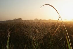 ShiningCobweb
