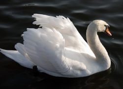 UK 012012.jpg