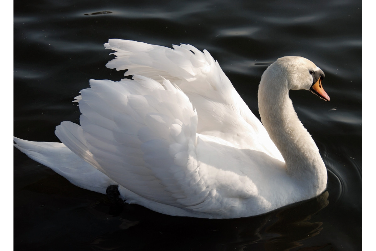 UK 012012.jpg