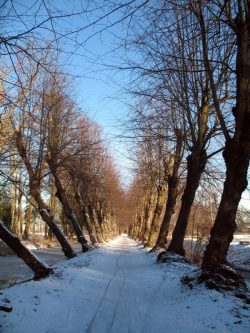 VaassenTrees